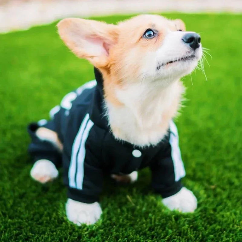 Conjunto Adidas para cães